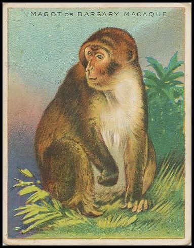 49 Magot or Barbary Macaque